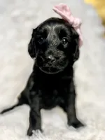 “Lady”, a female Miniature Goldendoodle for sale in Holly Springs, GA – Photo 2 of 5