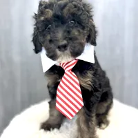 Macintosh “Mac”, a male Goldendoodle for sale in Holly Springs, GA – Photo 4 of 4