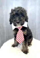 Macintosh “Mac”, a male Goldendoodle for sale in Holly Springs, GA – Photo 4 of 4