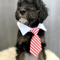 Macintosh “Mac”, a male Goldendoodle for sale in Holly Springs, GA – Photo 1 of 4