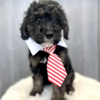 Macintosh “Mac”, a male Goldendoodle for sale in Holly Springs, GA – Photo 3 of 4