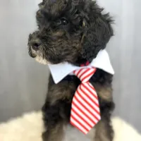 Macintosh “Mac”, a male Goldendoodle for sale in Holly Springs, GA – Photo 2 of 4