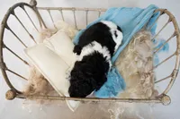 Burberry, a male Miniature Goldendoodle for sale in Canton, GA – 5 of 5