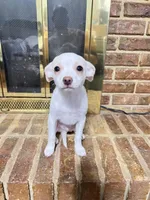 Miles, a male Chihuahua for sale in Kingwood, WV – Photo 4 of 6