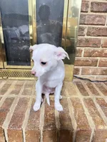 Miles, a male Chihuahua for sale in Kingwood, WV – Photo 5 of 6