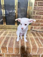 Miles, a male Chihuahua for sale in Kingwood, WV – Photo 2 of 6