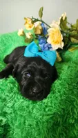 Harlow, a female Labrador Retriever for sale in Kingwood, WV – 5 of 5