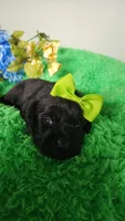 Estella, a female Labrador Retriever for sale in Kingwood, WV – 2 of 4