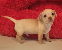 Tator tot, a male Chihuahua for sale in Kingwood, WV – 3 of 9