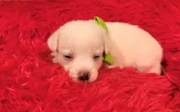 Green boy, a male Chihuahua for sale in Kingwood, WV – 2 of 4