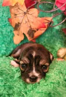Girl 1, a male Chihuahua for sale in Kingwood, WV – 3 of 4
