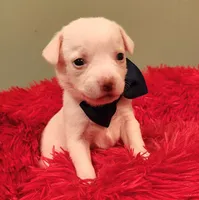 Blue boy, a male Chihuahua for sale in Kingwood, WV – 3 of 4