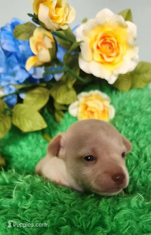 Tator tot – Chihuahua puppy for sale in Kingwood, WV