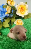 Tator tot, a male Chihuahua for sale in Kingwood, WV – 1 of 4