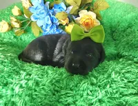 Estella, a female Labrador Retriever for sale in Kingwood, WV – 3 of 4