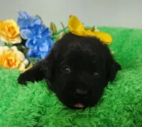 Tessa, a female Labrador Retriever for sale in Kingwood, WV – 4 of 5