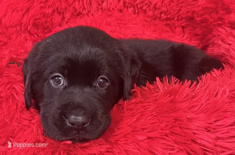 Max – Labrador Retriever puppy for sale in Kingwood, WV