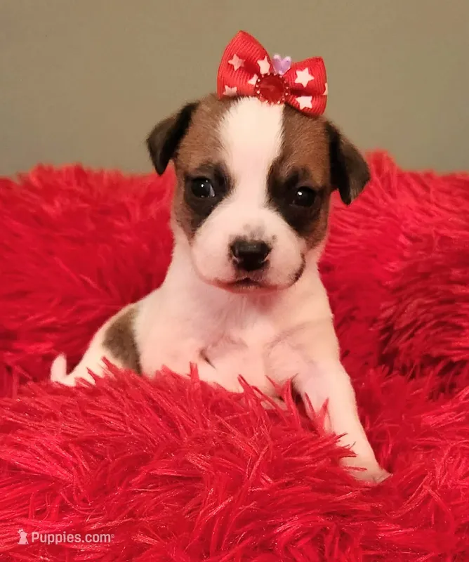 Layla – Chihuahua puppy for sale in Kingwood, WV