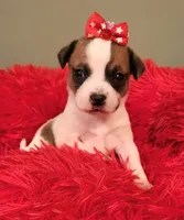 Layla, a female Chihuahua for sale in Kingwood, WV – 1 of 4