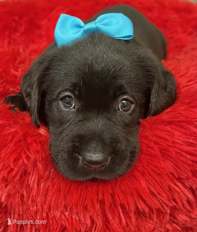 Harlow – Labrador Retriever puppy for sale in Kingwood, WV