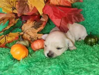 Boy 1, a male Chihuahua for sale in Kingwood, WV – 4 of 4