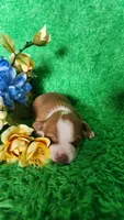 Charlee, a male Chihuahua for sale in Kingwood, WV – 2 of 4