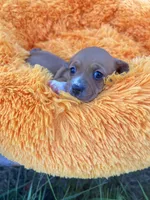 Patsy , a female Dachshund and Chihuahua for sale in Kingwood, WV – 5 of 9