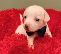 Blue boy, a male Chihuahua for sale in Kingwood, WV – 2 of 4
