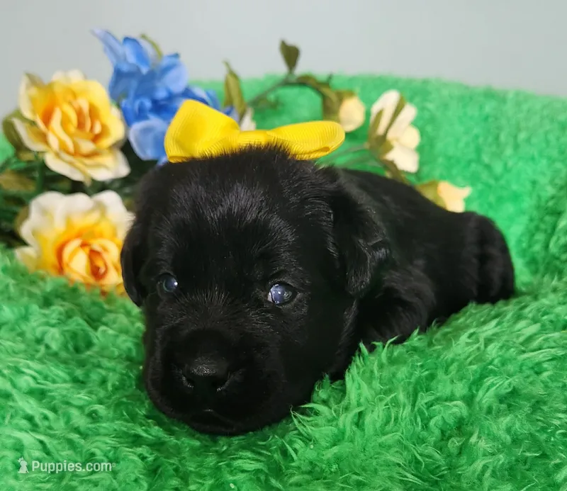 Tessa – Labrador Retriever puppy for sale in Kingwood, WV