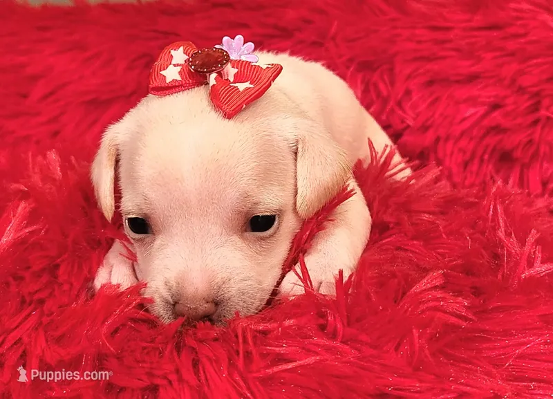 Allie – Chihuahua puppy for sale in Kingwood, WV