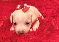 Allie, a female Chihuahua for sale in Kingwood, WV – 1 of 4