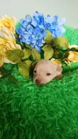 Tator tot, a male Chihuahua for sale in Kingwood, WV – 2 of 4