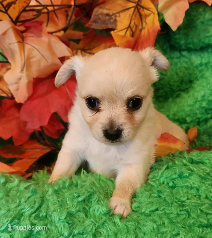 Boy 1 – Chihuahua puppy for sale in Kingwood, WV