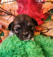 Boy 2 , a male Chihuahua for sale in Kingwood, WV – 4 of 4