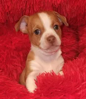 Charlee, a male Chihuahua for sale in Kingwood, WV – 5 of 9