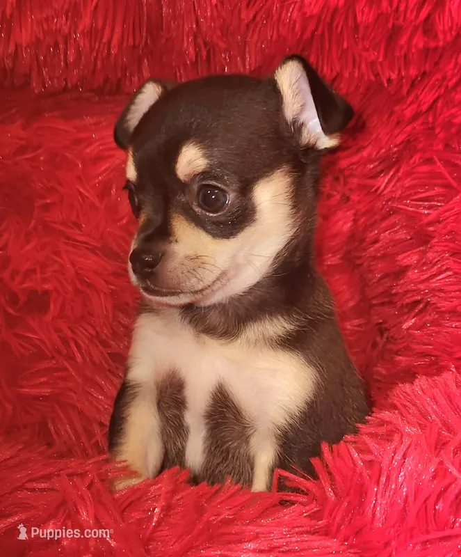 Taco – Chihuahua puppy for sale in Kingwood, WV