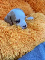 Dolly, a female Dachshund and Chihuahua for sale in Kingwood, WV – 3 of 10
