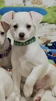 Green boy, a male Chihuahua for sale in Kingwood, WV – 4 of 8
