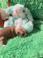 Sampson, a male Chihuahua for sale in Kingwood, WV – Photo 3 of 3