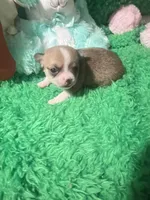 Sampson, a male Chihuahua for sale in Kingwood, WV – Photo 1 of 3