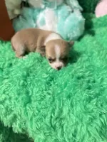 Sampson, a male Chihuahua for sale in Kingwood, WV – Photo 2 of 3