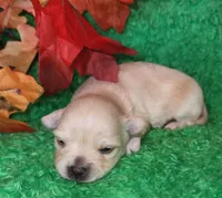 Boy 1, a male Chihuahua for sale in Kingwood, WV – 3 of 4