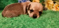 Patrick, a male Chihuahua for sale in Kingwood, WV – Photo 2 of 4