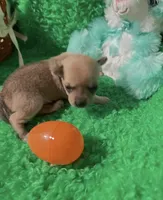 Patrick, a male Chihuahua for sale in Kingwood, WV – Photo 2 of 3