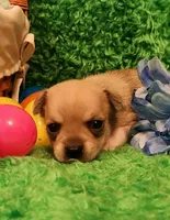 Patrick, a male Chihuahua for sale in Kingwood, WV – Photo 3 of 4
