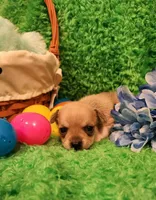 Patrick, a male Chihuahua for sale in Kingwood, WV – Photo 4 of 4