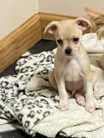 Patrick, a male Chihuahua for sale in Kingwood, WV – Photo 7 of 7