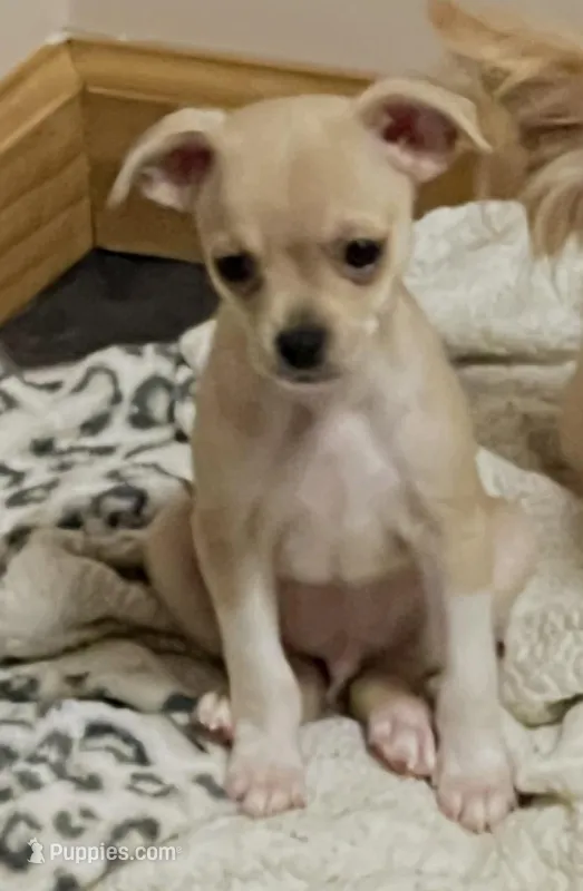 Patrick – Chihuahua puppy for sale in Kingwood, WV