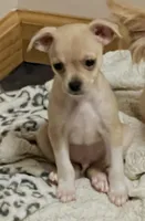 Patrick, a male Chihuahua for sale in Kingwood, WV – Photo 1 of 7