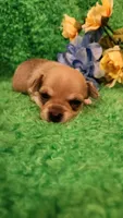 Patrick, a male Chihuahua for sale in Kingwood, WV – Photo 1 of 4